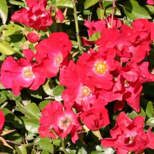 Vörös, fehér központtal - Szimpla virágú - magastörzsű rózsafa- csüngő koronaforma